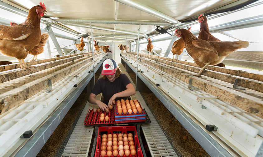 Frau sammelt in einem modernen Stall Hühnereier ein