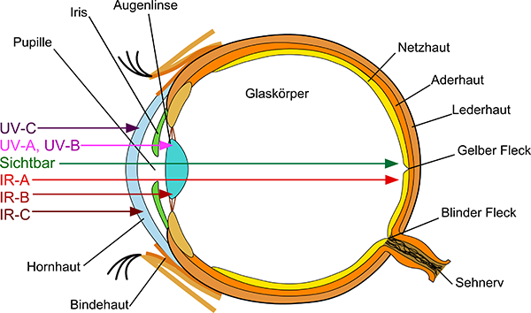 Schematic representation of the eye  Schematic representation of the eye